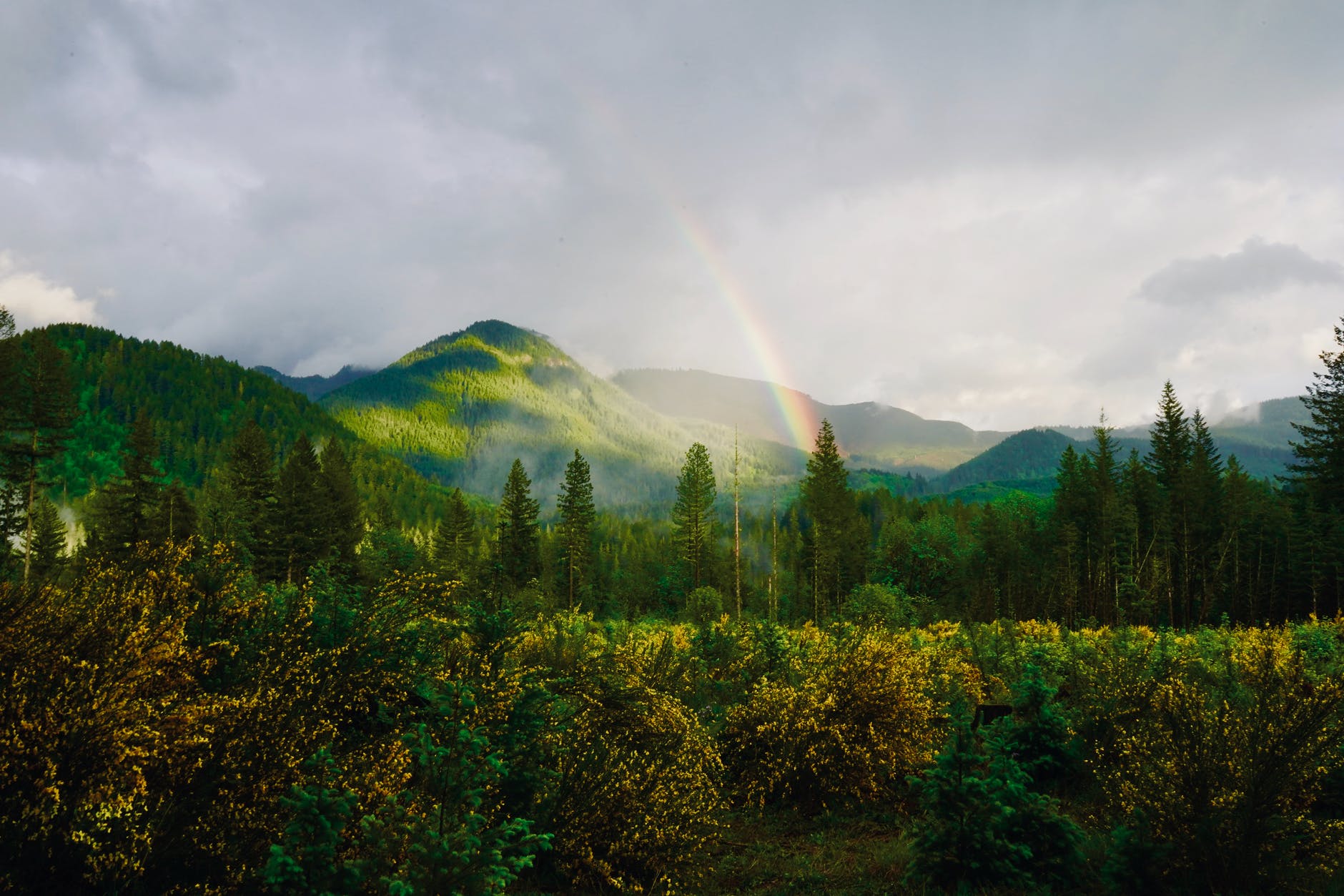 trees and mountains under gray sky