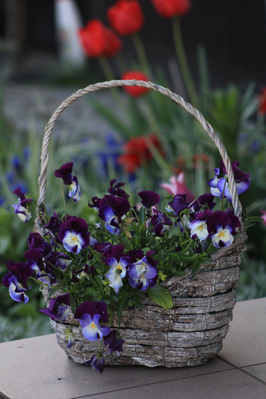 photo of violet flowers on basket