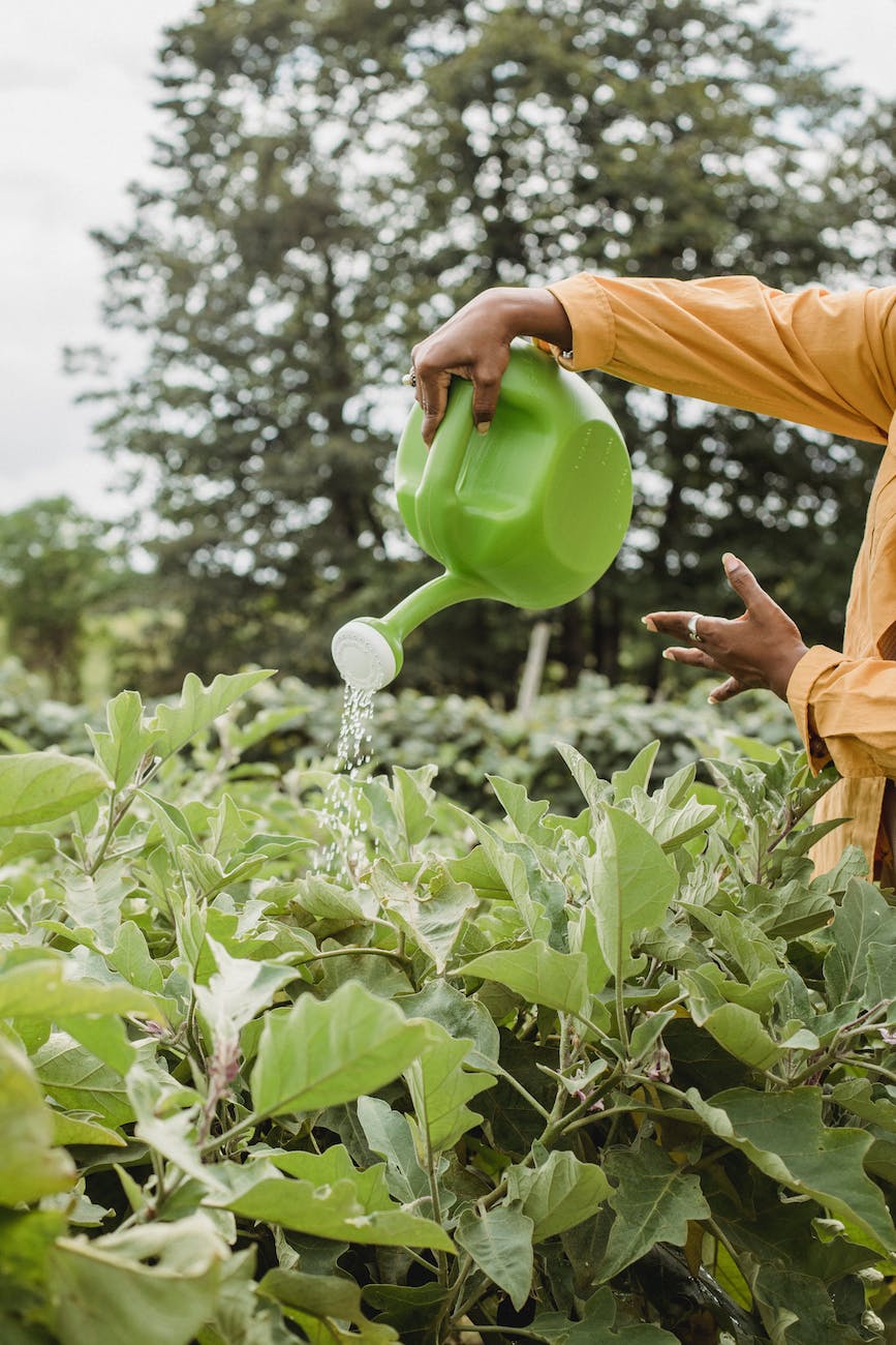 watering of crops using watering pot