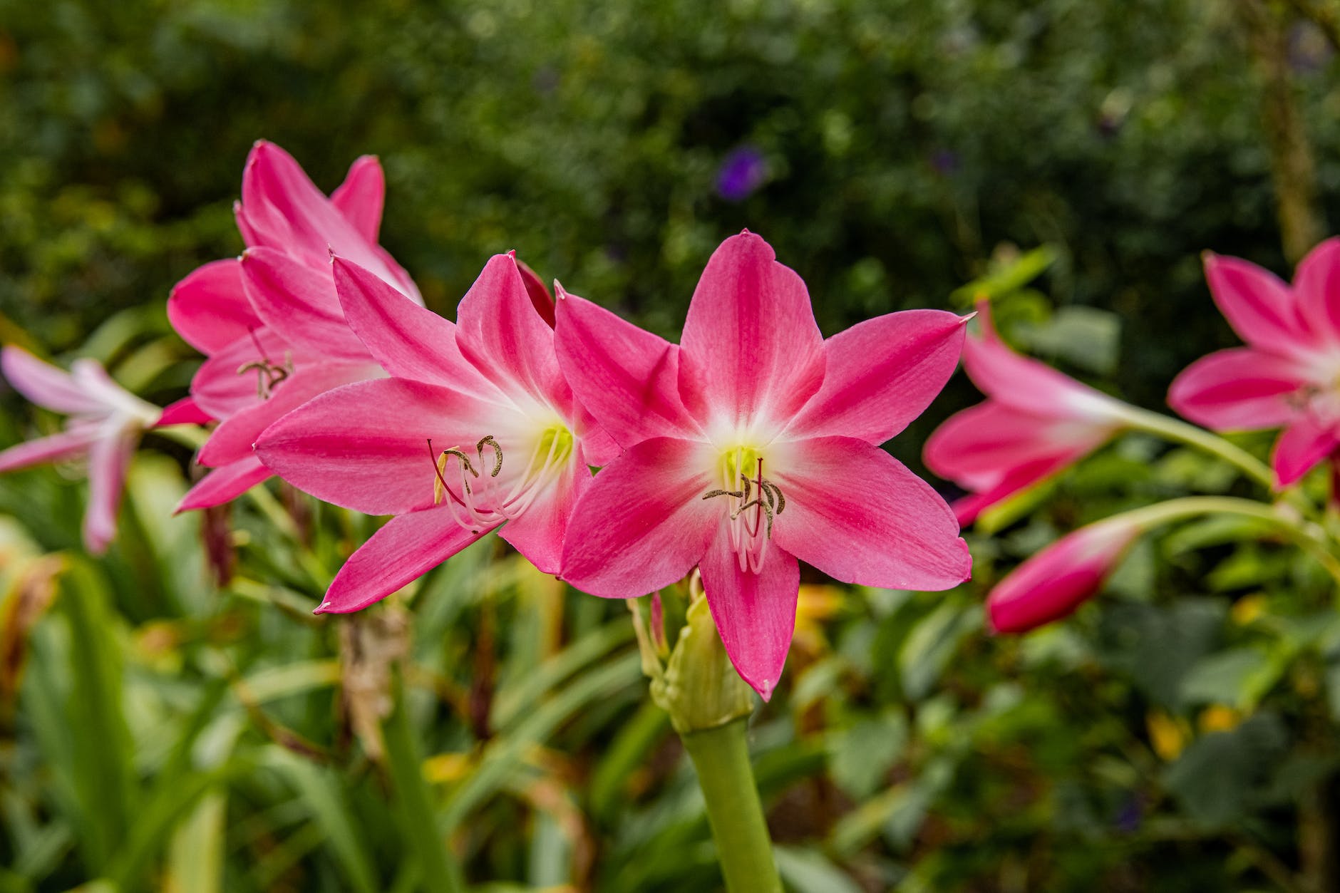 a pink flowers in full bloom