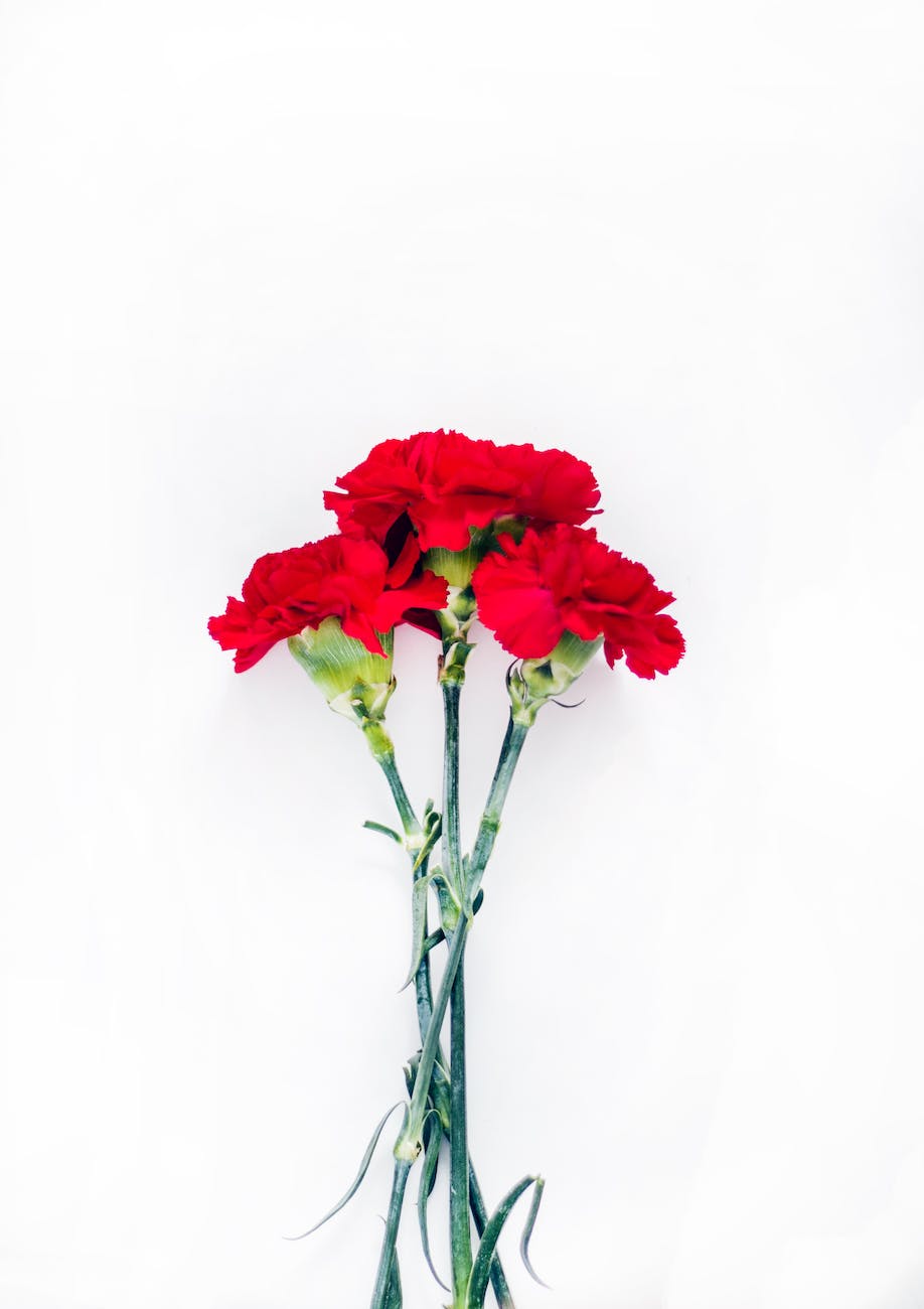 flatlay photography of red carnations