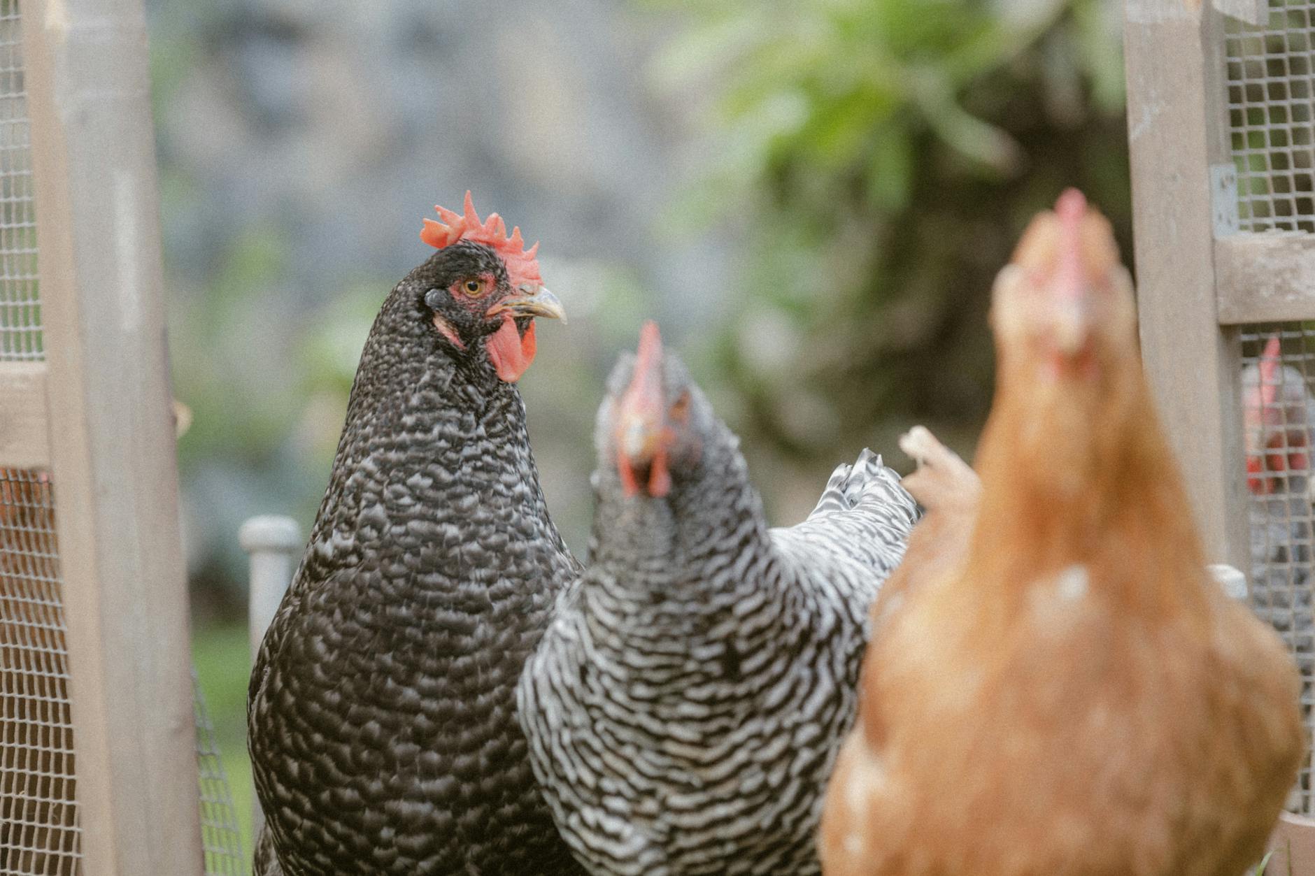 chickens leaving the hen house