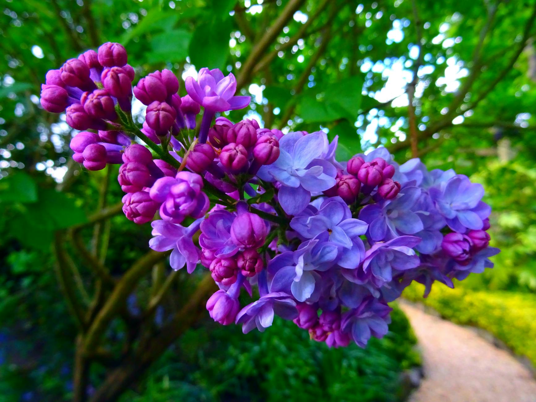 shallow focus photography of purple flowers